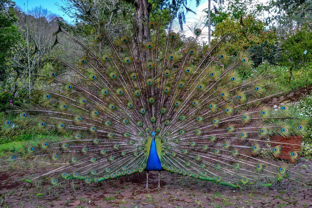 Valle Paraizo Camacha  Esterno foto